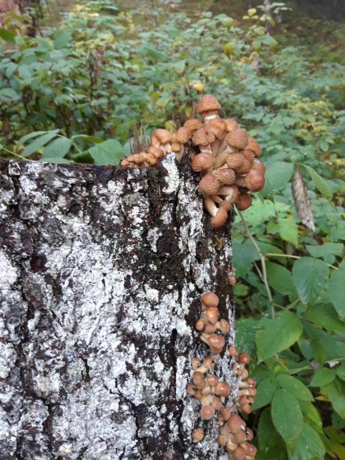 Appartamento Giada Pozzale di Pieve di Cadore Esterno foto